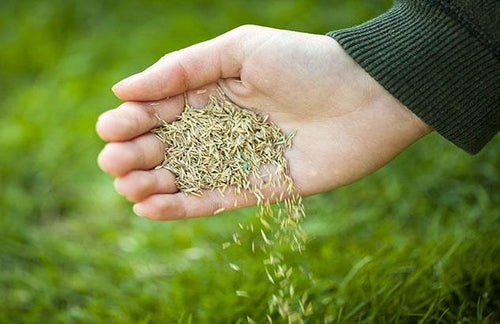Engrais enracineur - Gazon à rabais