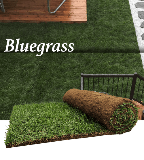 Gazon Kentucky Bluegrass - Gazon à rabais