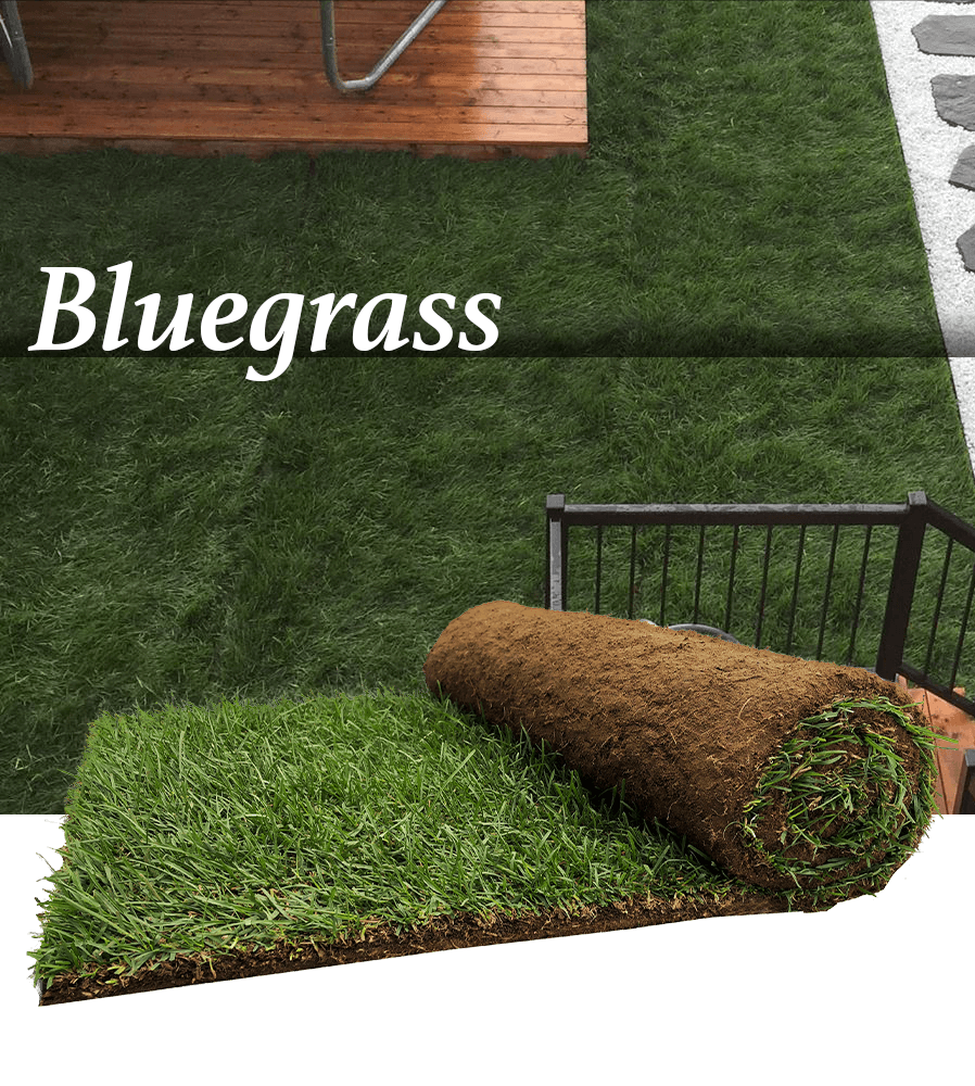 Gazon Kentucky Bluegrass