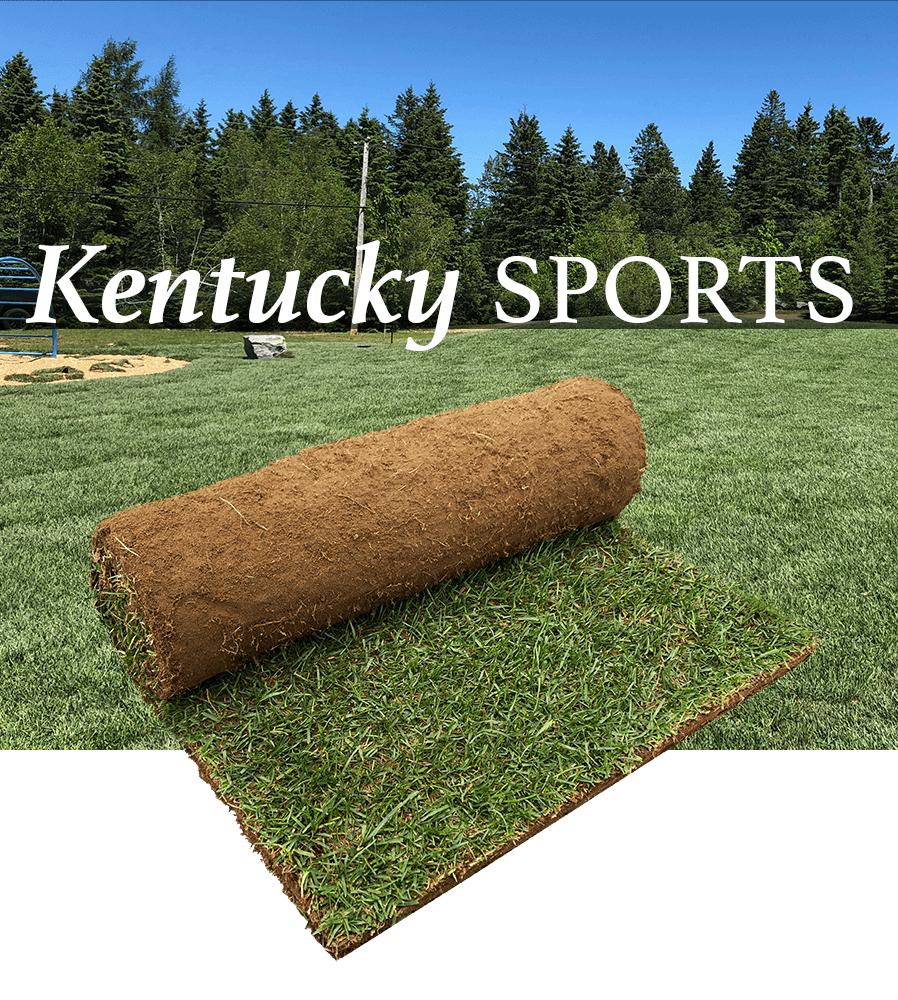 Gazon Kentucky Sport